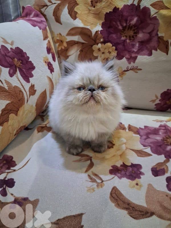 himalayan picky face 1