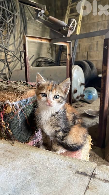 Cats for adoption 5