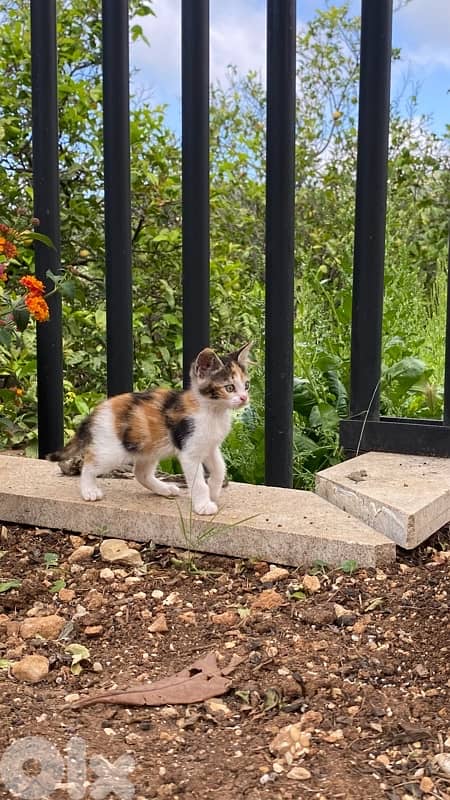 Cats for adoption 1