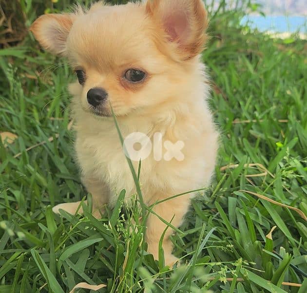 chihuahua 1