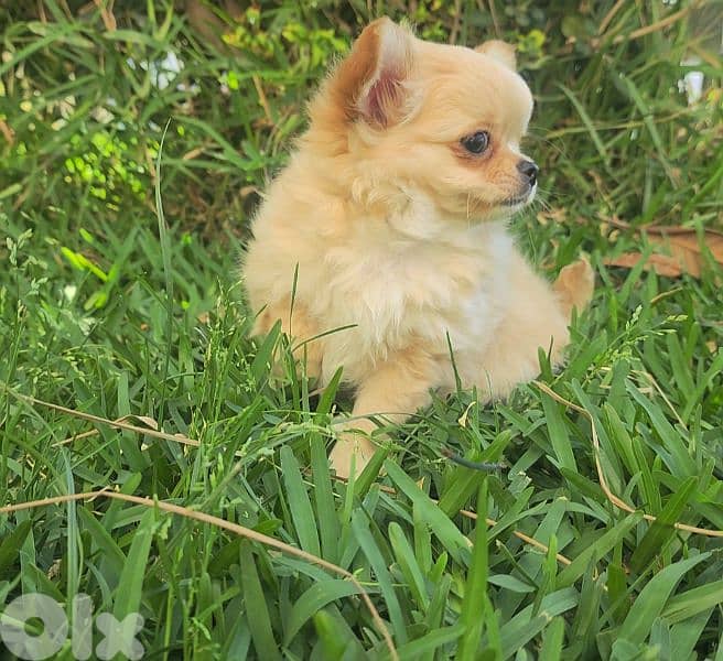 chihuahua 3