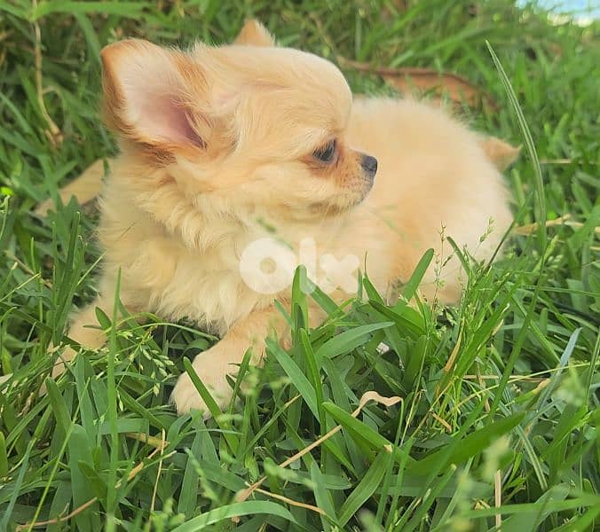 chihuahua 5