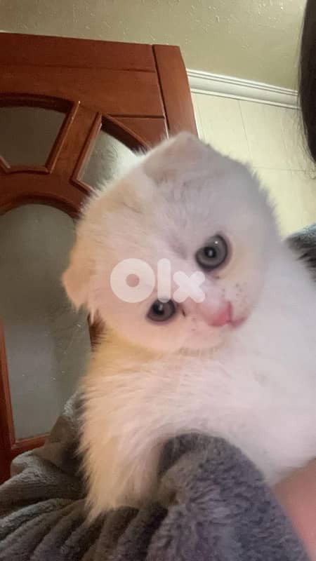 scotsh fold white femal gray male 1