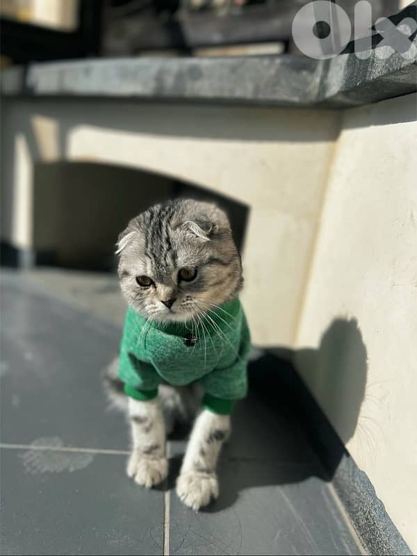 scotsh fold white femal gray male 3