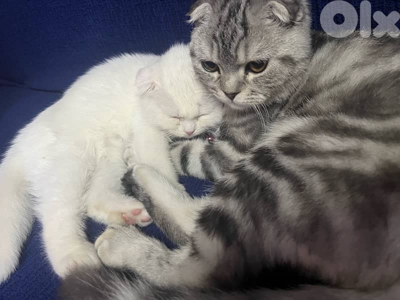 scotsh fold white femal gray male 4