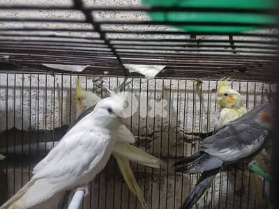 كروان /روز/ طيور جنة