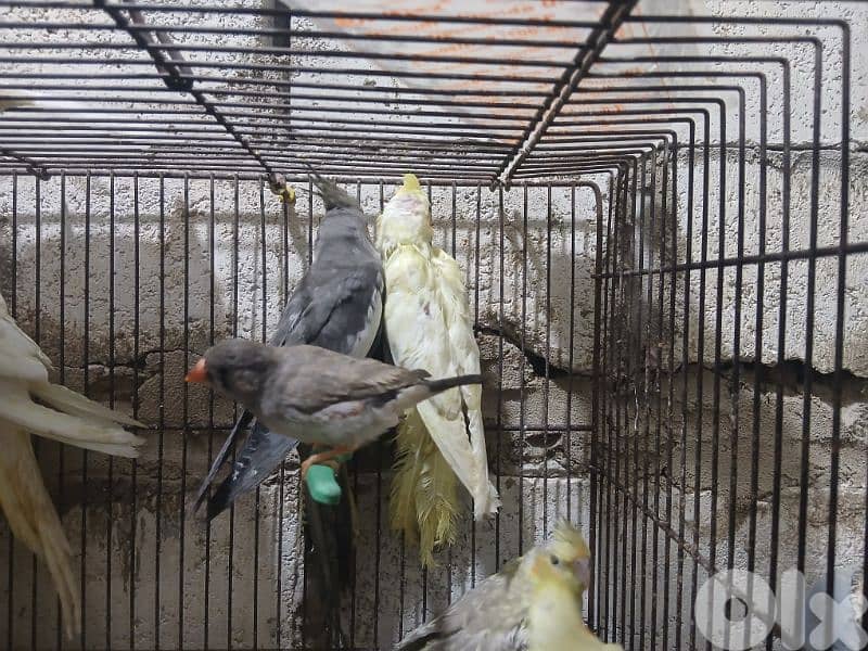 كروان /روز/ طيور جنة 5