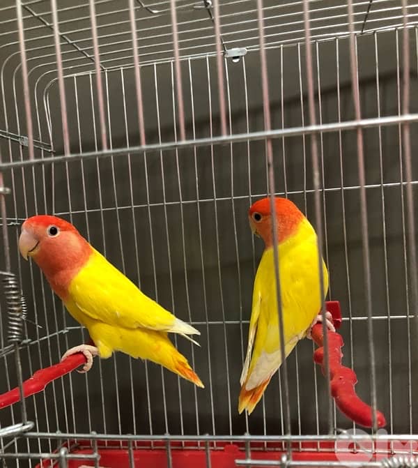 أجمل جمبو أوبلاين روز ترباية بيت طبعاً 2