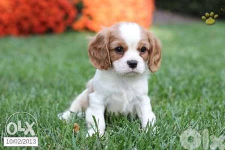 Cavalier King Charles Puppies AVAILABLE in store/ delivery/ dog كلاب