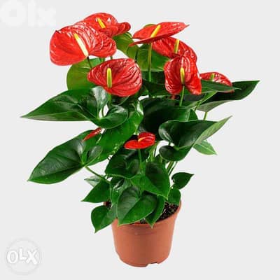 Anthurium plant (Red flowers)