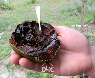 Spanish Black sapote