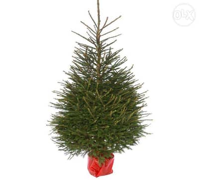 Natural living rooted Christmas tree شجر ميلاد طبيعي