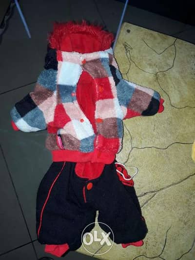for dog
