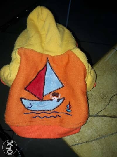 for dog