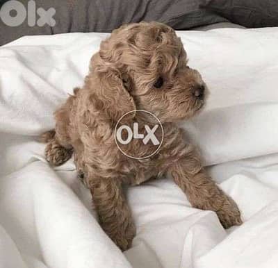 Little Poodle Cute Small Toy dog كلاب