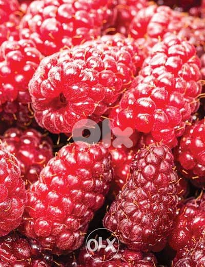 Italian Tayberry