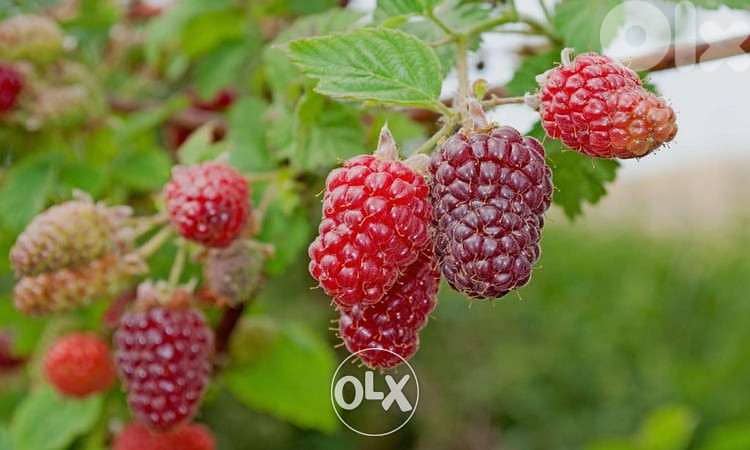 Italian Tayberry 1