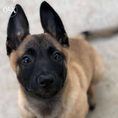 Belgian Malinois Puppy Black Mask
