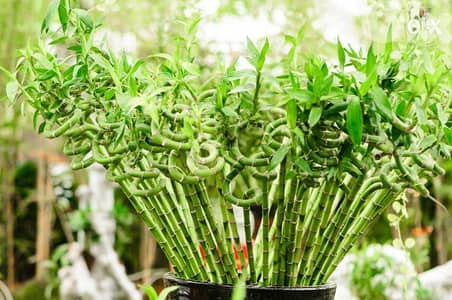 Lucky Bamboo sticks