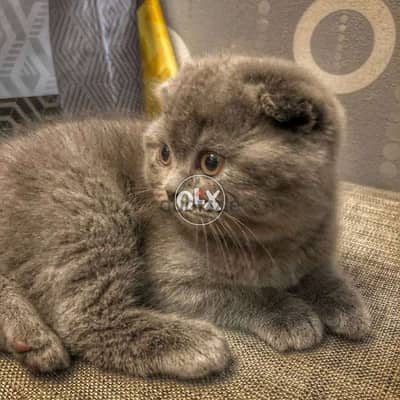 Scottish Fold Kitten Blue or Grey CUTEE
