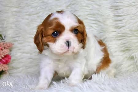 Little Cavalier King Charles Puppies in Store/ dog كلاب