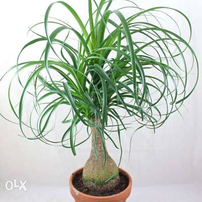 Elephant Foot Palm - beaucarnea