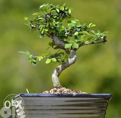 Carmona bonsai from Japan special price exclusive in lebanon