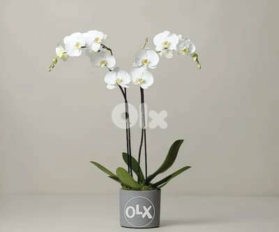 Orchid flower زهور الأوركيد best price in lebanon (Double LONG stem)