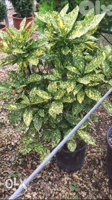 Aucuba japonica great plant