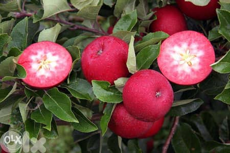 Redlove apple trees شجر تفاح سويسري أحمر من الداخل والخارج