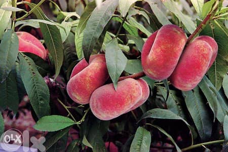 Italian peach trees