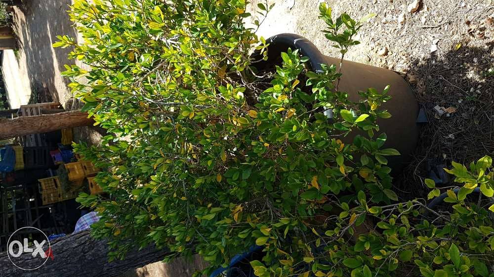 Gardenia 4
