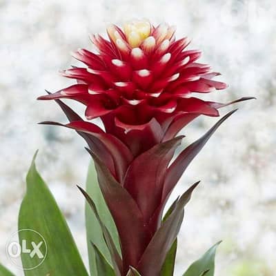 Guzmania special flower زهرة مميزة جدا