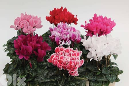 Cyclamen flowering plant