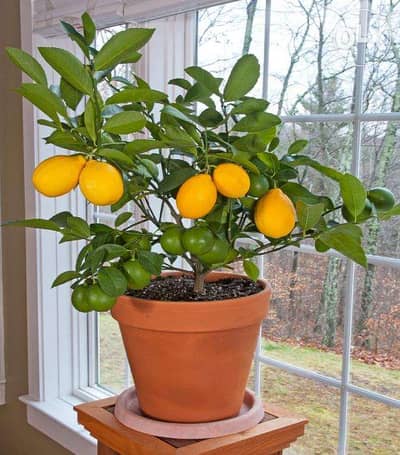 Italian Dwarf lemon الحامض القزمي الإيطالي