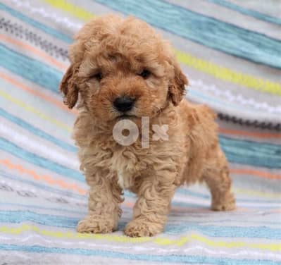 Cavapoo Gold imported Super cute