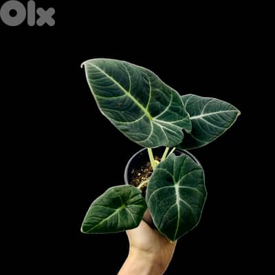 Black Alocasia