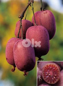 Red kiwi