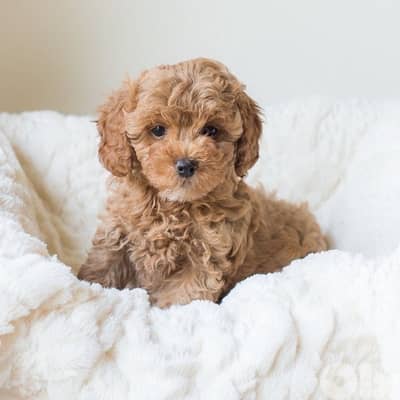 Imported poodle puppy delivery