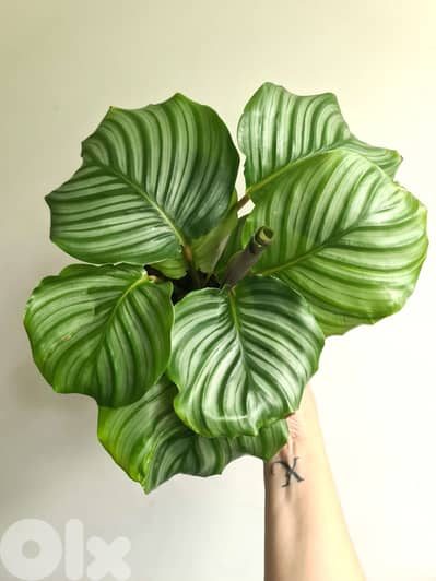 Calathea Bolivia