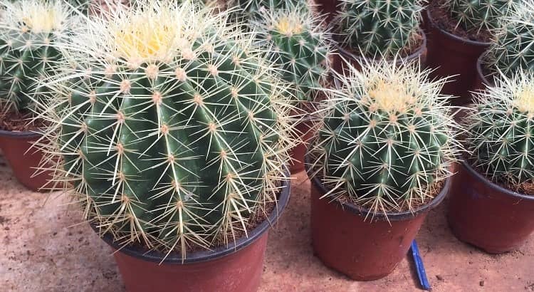 Cactus ball 1