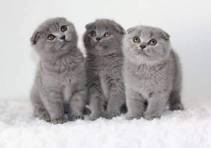 Baby Scottish Fold Kittens All available