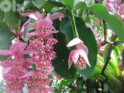 Medinilla magnifica