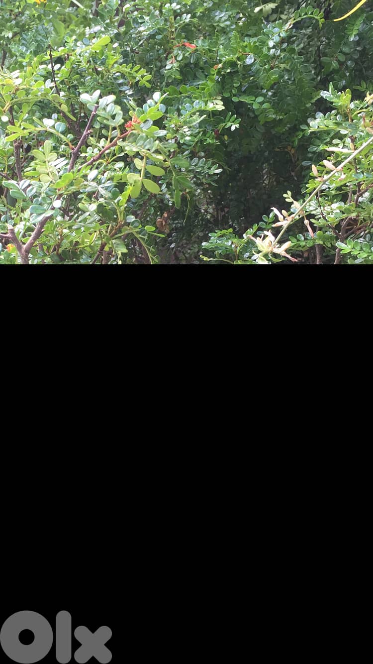 Elephant tree/ Bakhour 1