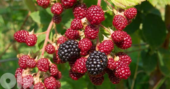 Italian prenium Blackberry