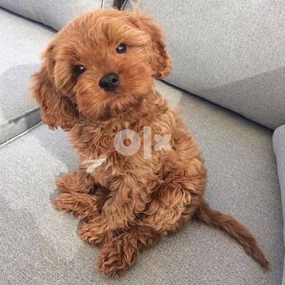 Cavapoo Brown imported