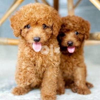 Toy Poodle Imported