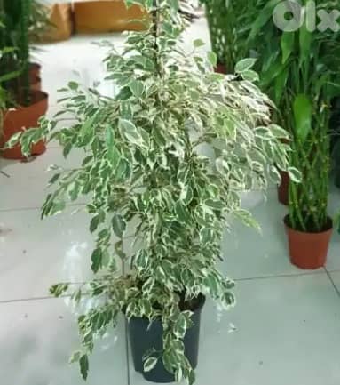 Variegated ficus