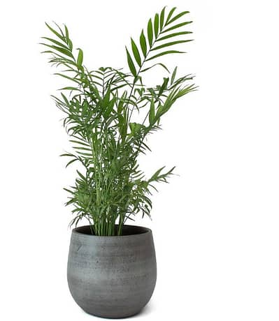 Mexican palm