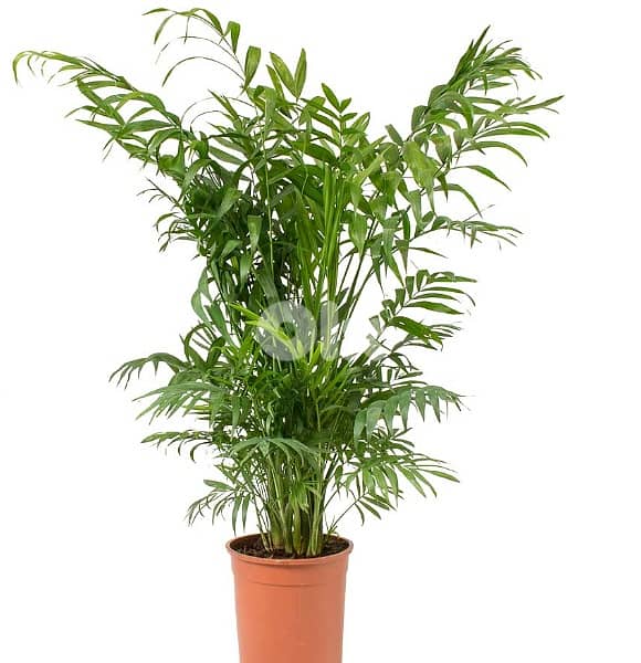 Mexican palm 1
